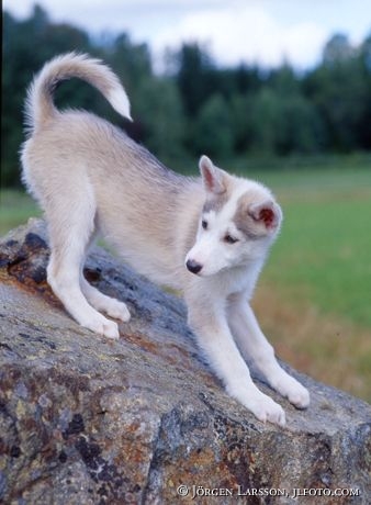 Siberian Husky