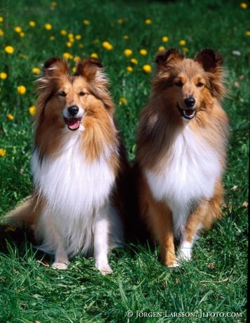 Shetland Sheepdog