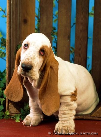 Basset