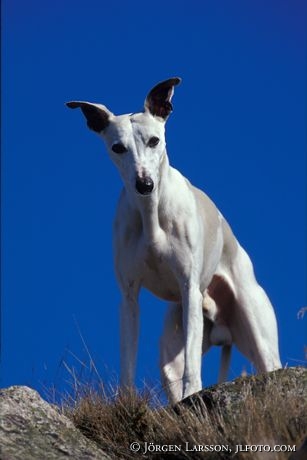 Whippet