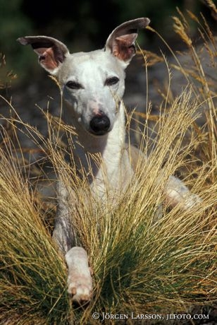 Whippet