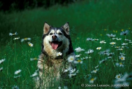 Finsk Lapphund