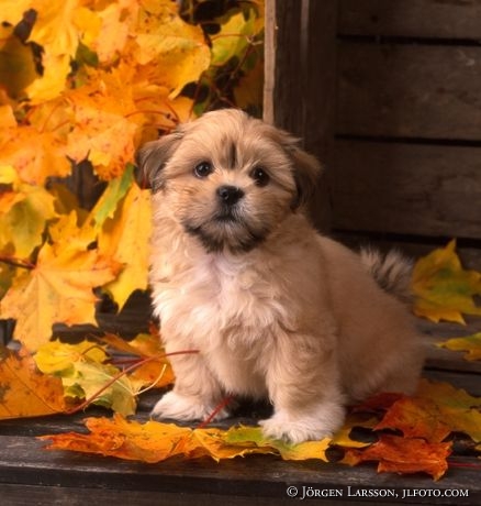 Lhasa Apso