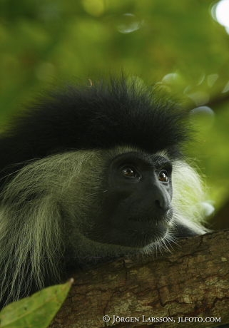 Eastern Black and White Colobus