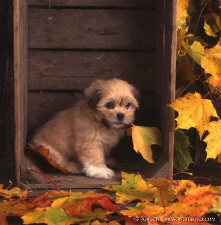 Lhasa apso dog