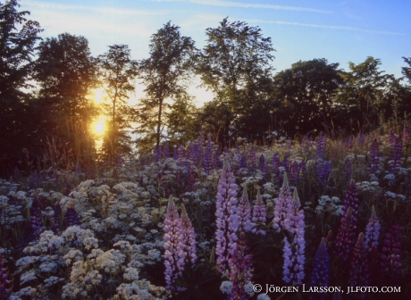 Lupins Huskvarna Sweden