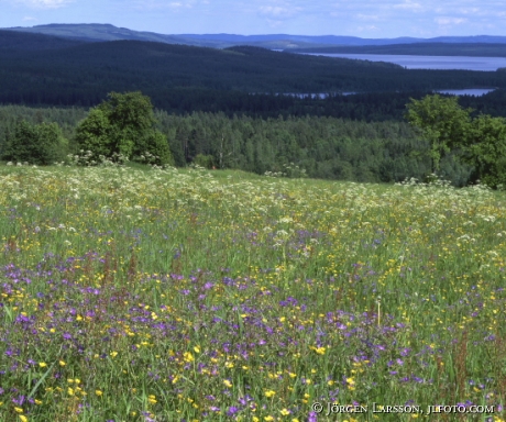 Sommaräng vid Bjursås Dalarna Sverige