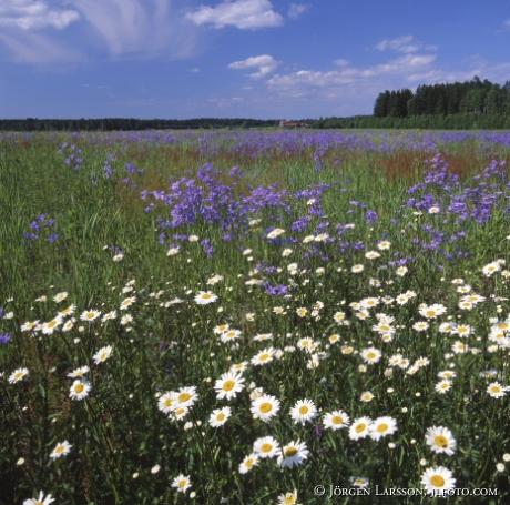 Prästkragar och Ängsklockor vid Säter Dalarna Sverige