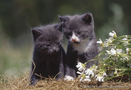 Cats Kitten 