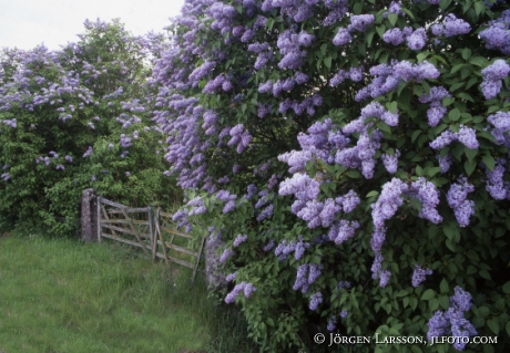 Lilac  gate  Ostergotland  Sweden