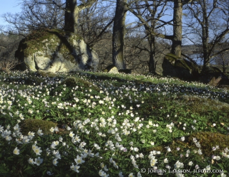 Wood anemone  at Sparreholm Sodermanland Sweden