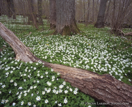 Wood anemone  at Sparreholm Sodermanland Sweden