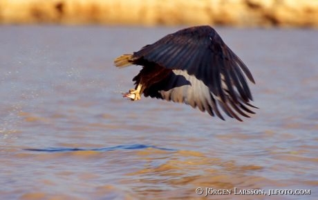  Fisheagle eagle