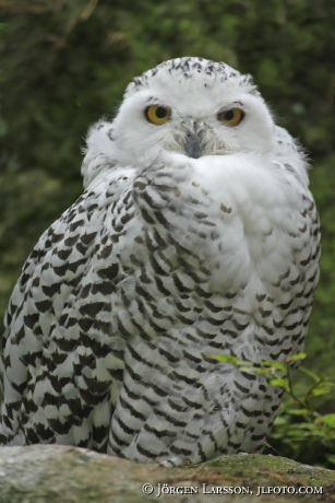 Owl Nyctea scandiaca