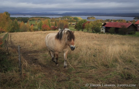 Fjordponie Orsa Dalarna Sweden