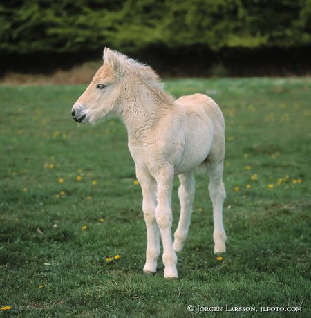 Fjord pony