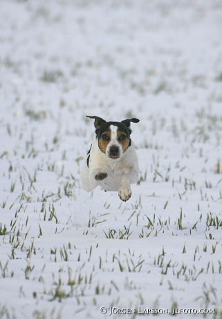 Danish/swedish dog