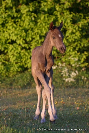 Foal Skane Sweden