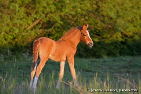 Foal Skane Sweden