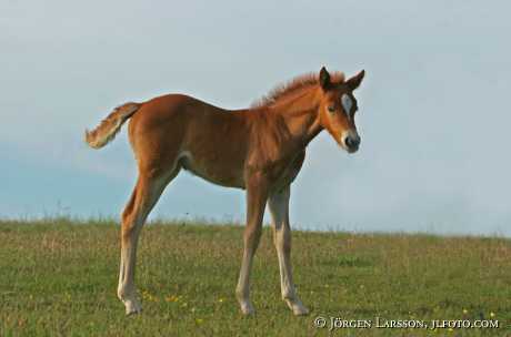 Swedish warmblood