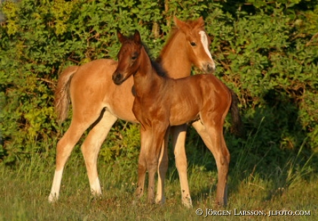 Foal Skane Sweden