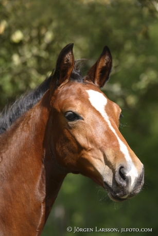 Foel  Swedish warmblood