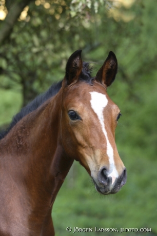 Foal  Swedish warmblood