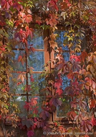 window autumn