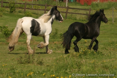 Shire Frieser horses