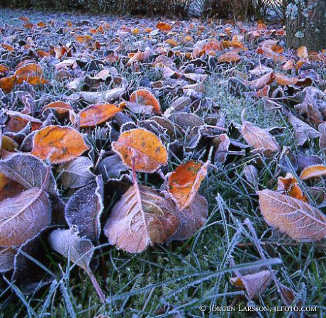 Frost på höstlöv Södermanland