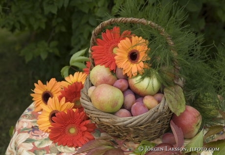 Gerbera frukt korg