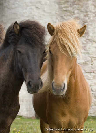 Gotland pony