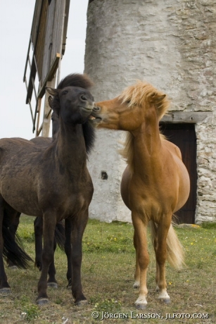 Gotland pony