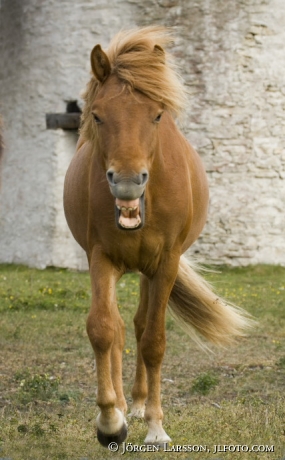 Gotland pony