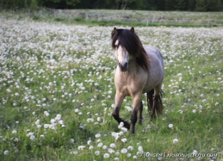 Gotland ponie 