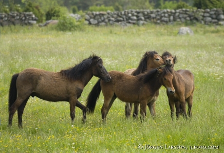 Gotland pony