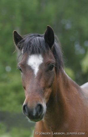 Gotland pony