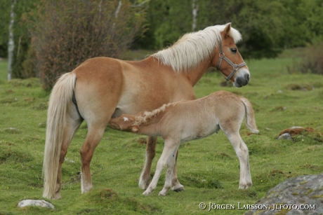 Gotland pony