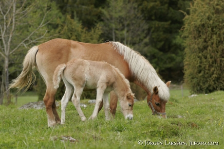 Gotland pony