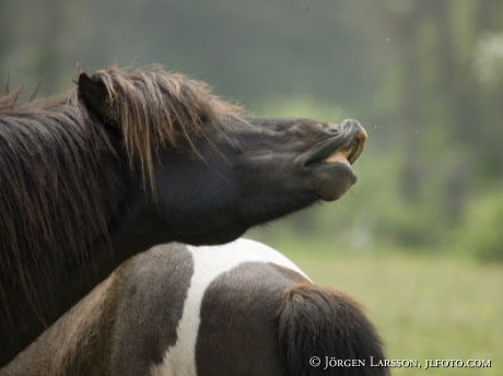 Gotland pony