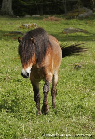 Gotland pony