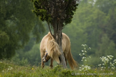 Gotland pony