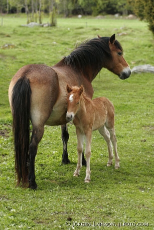 Gotland pony