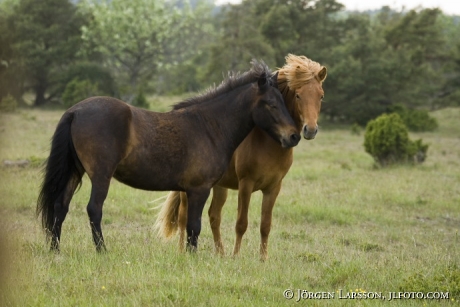 Gotland pony