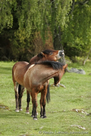 Gotland pony