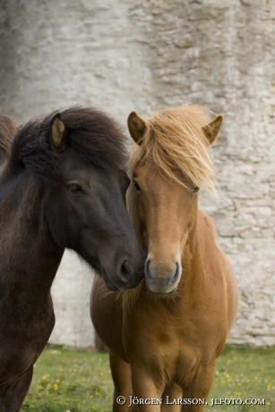 Gotland pony