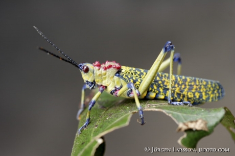 Grasshopper Kenya