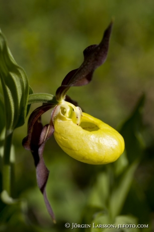 Cypripedium calceolus