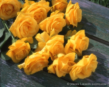 Yellow Roses