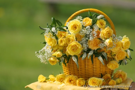 Yellow roses